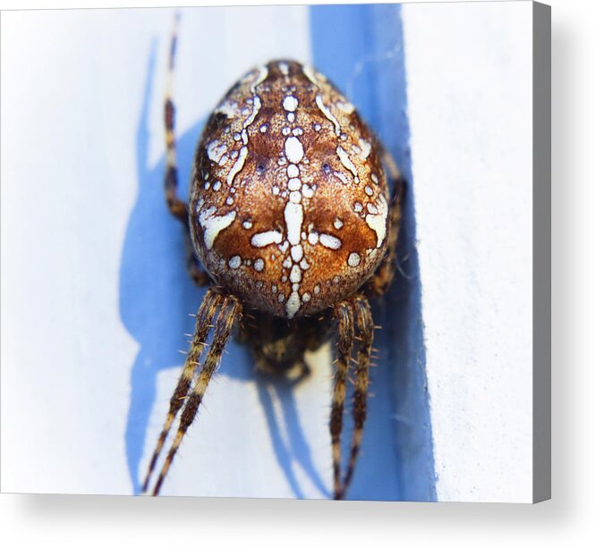 Adria Trail Acrylic Print featuring the photograph Brown Orb Weaver by Adria Trail