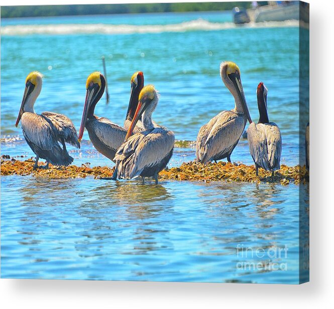 Englwood Florida Acrylic Print featuring the photograph Brunch by Alison Belsan Horton