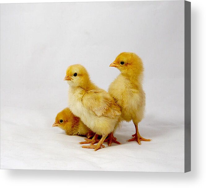 Adorable Acrylic Print featuring the photograph Buff Orpington Trio by Richard Reeve