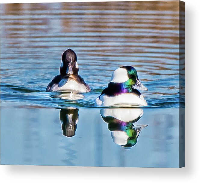 Bufflehead Ducks Acrylic Print featuring the photograph Bufflehead Ducks by Joe Granita