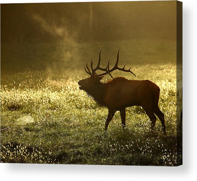 Bull Elk Acrylic Print featuring the photograph Bugling Elk in November Sunrise by Michael Dougherty