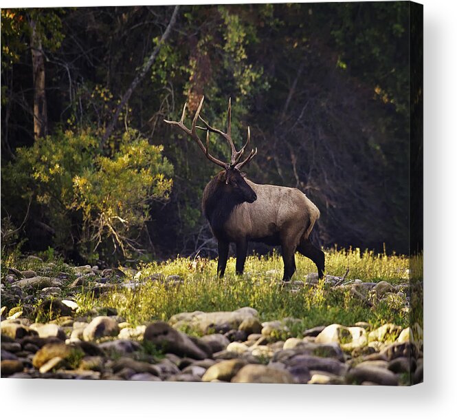 Bull Elk Acrylic Print featuring the photograph Bull Elk Checking for Competition by Michael Dougherty