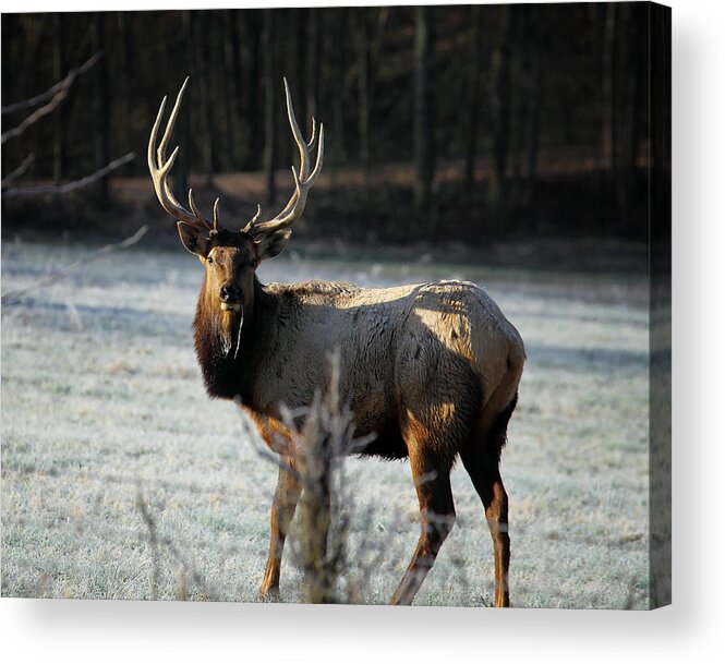 Bull Elk Acrylic Print featuring the photograph Bull Elk in Frosty Field by Michael Dougherty