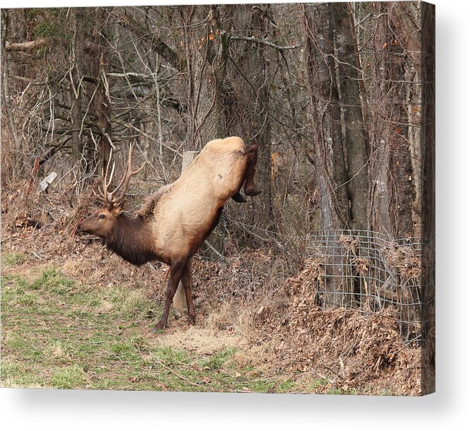 Bull Elk Acrylic Print featuring the photograph Bull Elk Jumping Fence by Michael Dougherty