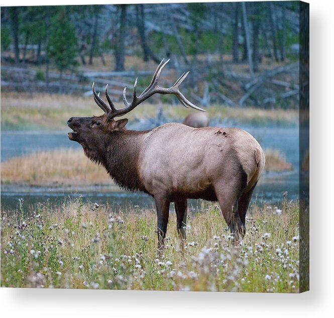 Antelope Acrylic Print featuring the photograph Bull Elk Next to River by Wesley Aston