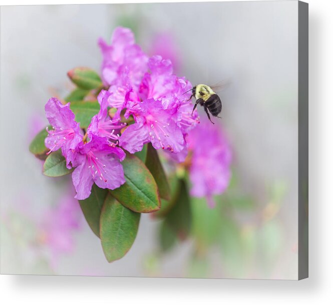 Animals Acrylic Print featuring the photograph Bumble Bee by Jakub Sisak