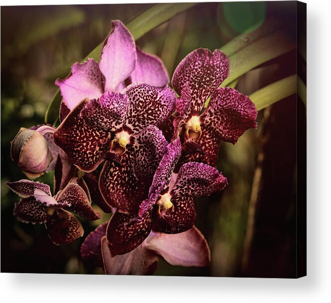 Orchids Acrylic Print featuring the photograph Burgundy Treasures by Judy Vincent