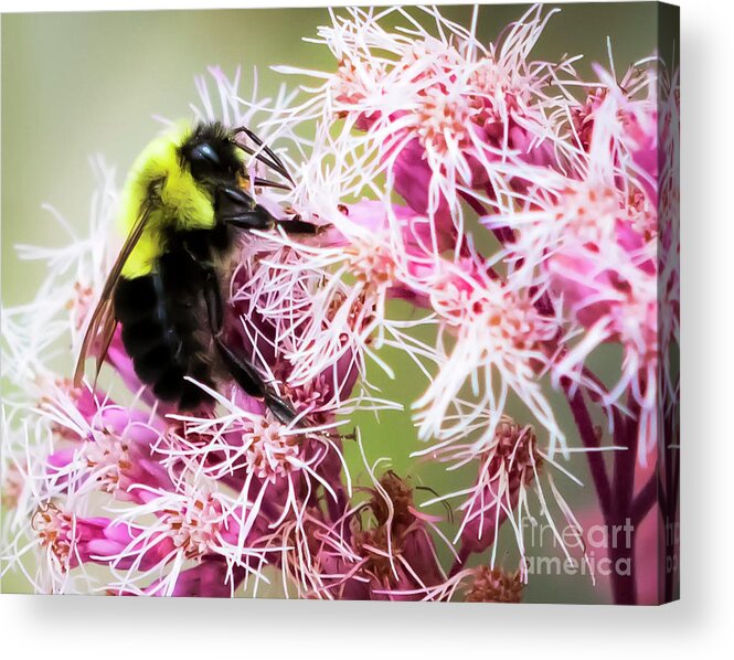 Canon Acrylic Print featuring the photograph Busy as a Bumblebee by Ricky L Jones