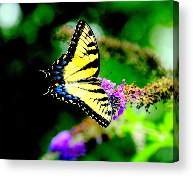 Akeview Acrylic Print featuring the photograph Butterflie by Aron Chervin