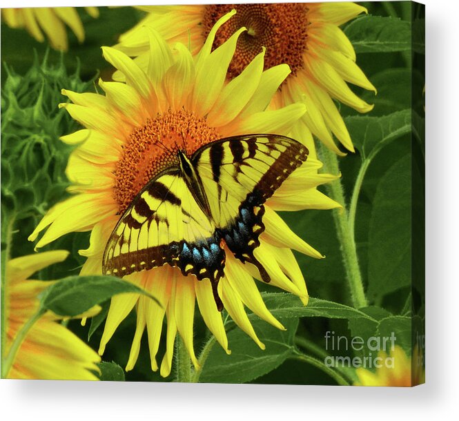 Sunflowers Acrylic Print featuring the photograph Butterflies and Sunflowers by Scott Cameron