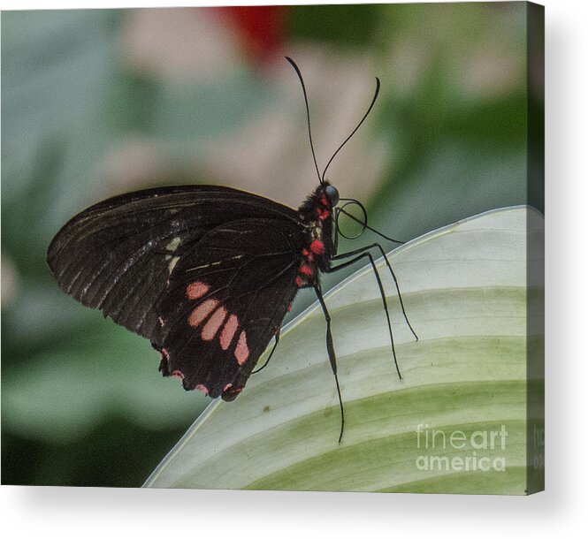 Butterfly Acrylic Print featuring the photograph Butterfly 7 by Christy Garavetto