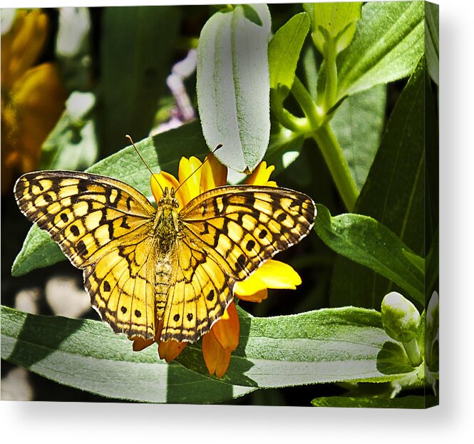 Butterfly Acrylic Print featuring the photograph Butterfly at Rest by Bill Barber