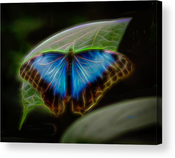Butterfly Acrylic Print featuring the photograph Butterfly Glow 1 by Will Wagner
