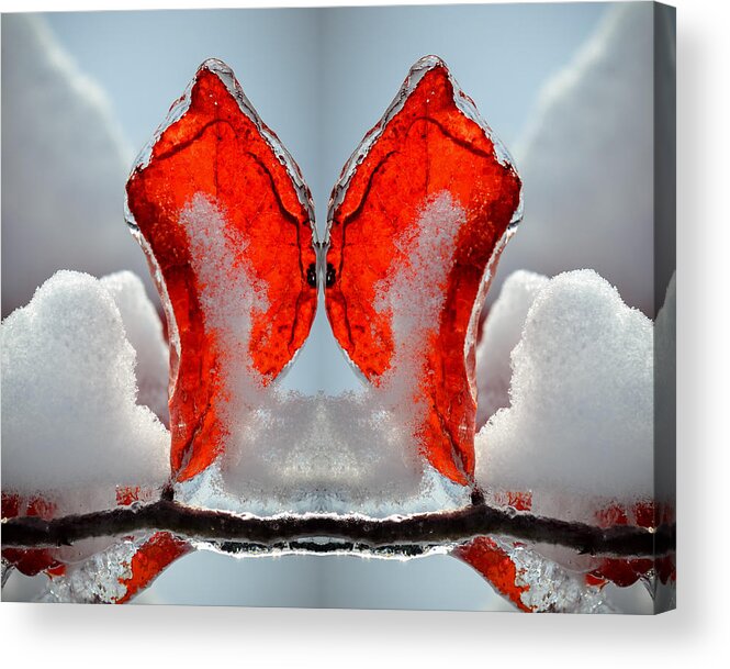 Ice Acrylic Print featuring the photograph Butterfly in Ice by James Barber