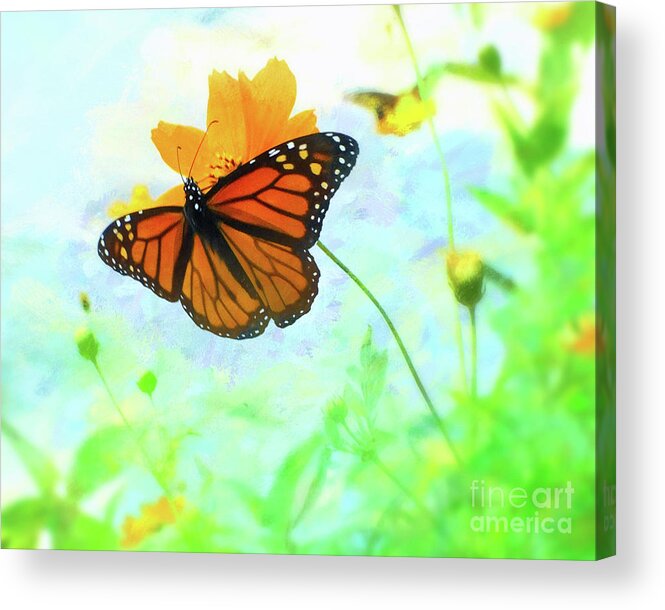 Butterfly-art Acrylic Print featuring the photograph Butterfly by Scott Cameron