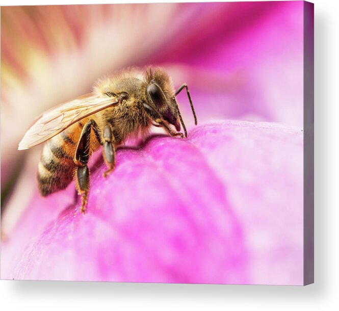 Nature Acrylic Print featuring the photograph Buzz by Bob Cournoyer
