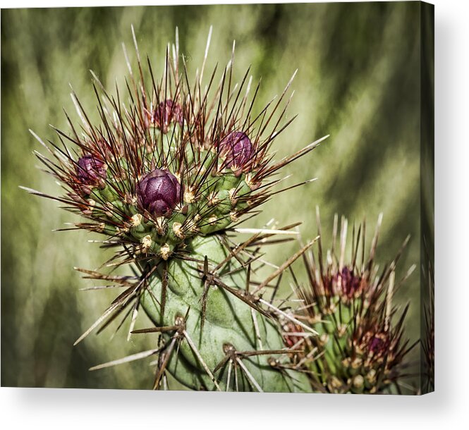 Cactus Acrylic Print featuring the photograph Cactus Buds by Kelley King