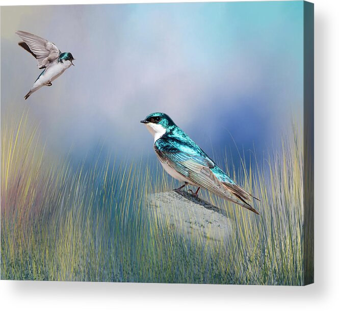 Songbird Acrylic Print featuring the photograph Calling His Mate by Cathy Kovarik