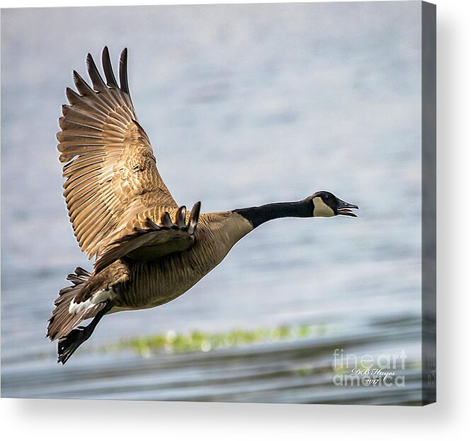 Goose Acrylic Print featuring the photograph Canada Goose In Flight by DB Hayes