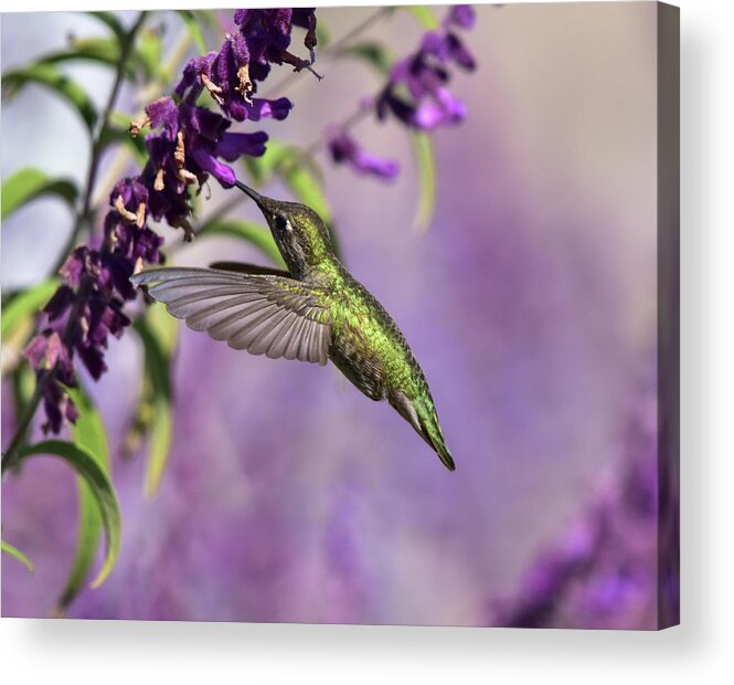 Linda Brody Acrylic Print featuring the photograph Captivated III by Linda Brody