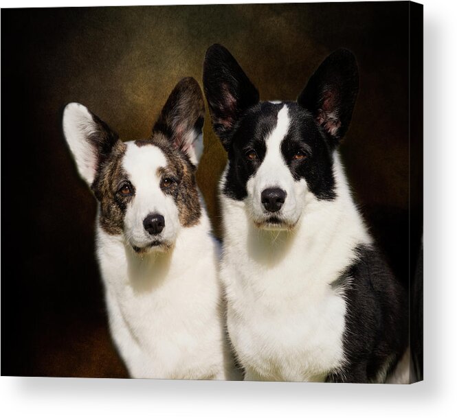 Corgi Acrylic Print featuring the photograph Cardigan Corgis by Diana Andersen