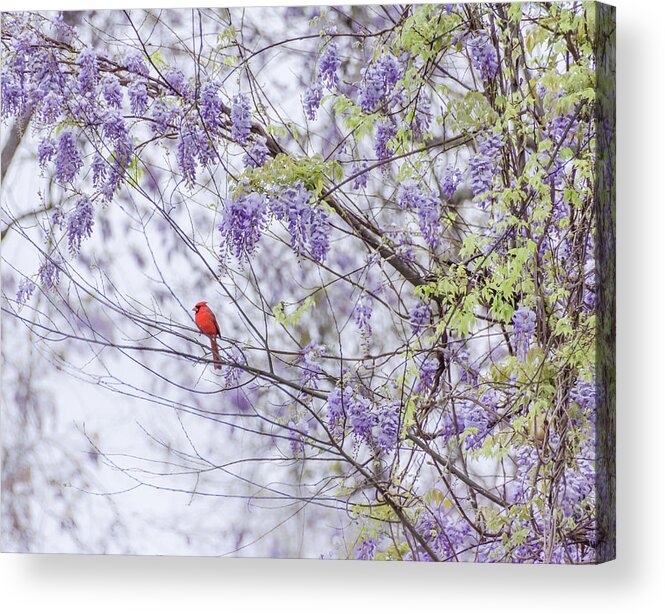 Wisteria Acrylic Print featuring the photograph Cardinal and wisteria by Andrea Anderegg