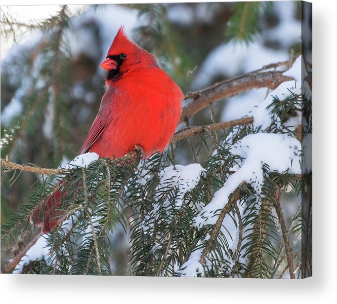 Cardinal Acrylic Print featuring the photograph Cardinal in Snow by Mindy Musick King