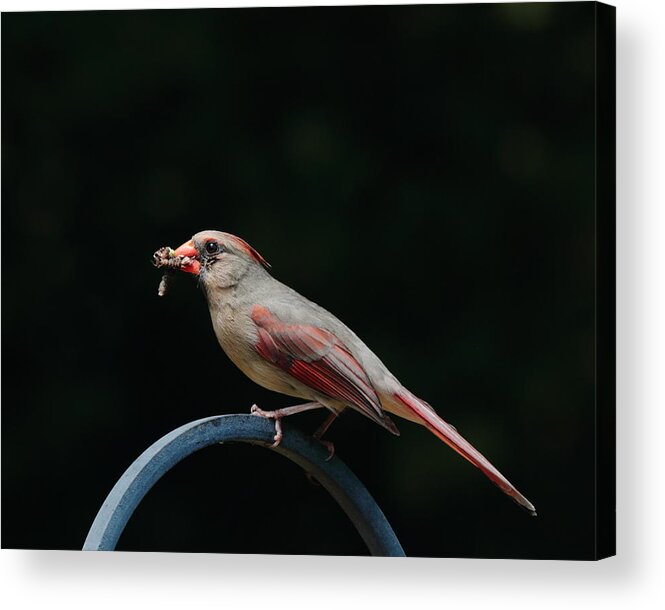 Cardinal Acrylic Print featuring the photograph Food for her children by John Moyer