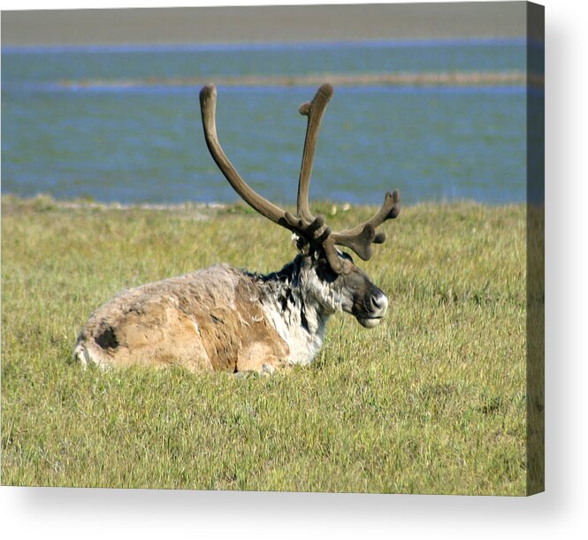 Caribou Acrylic Print featuring the photograph Caribou Resting by Anthony Jones