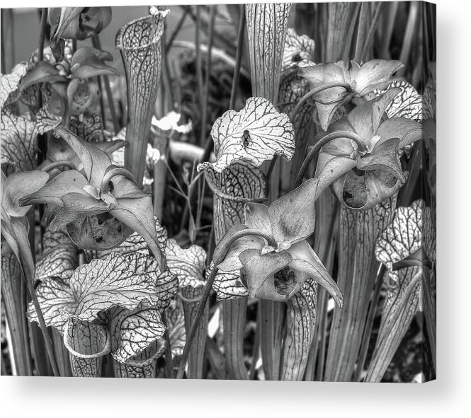 Carnivorous Acrylic Print featuring the photograph Carnivorous Plants Monochrome by Jeff Townsend