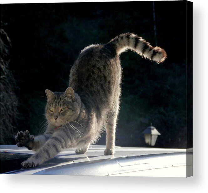 Cat Acrylic Print featuring the photograph Cat Yoga by Peter Mooyman