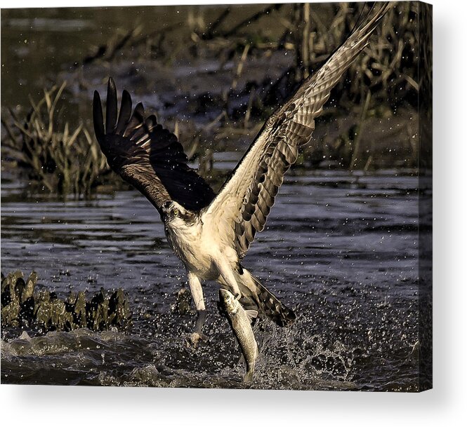 Osprey Acrylic Print featuring the photograph Catch of the Day by Joe Granita