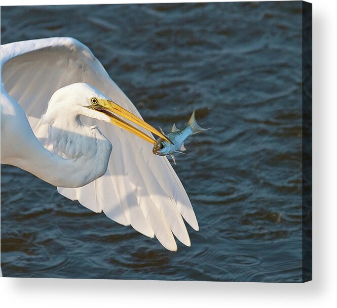 Huntington Acrylic Print featuring the photograph Caught for Dinner by Mike Covington