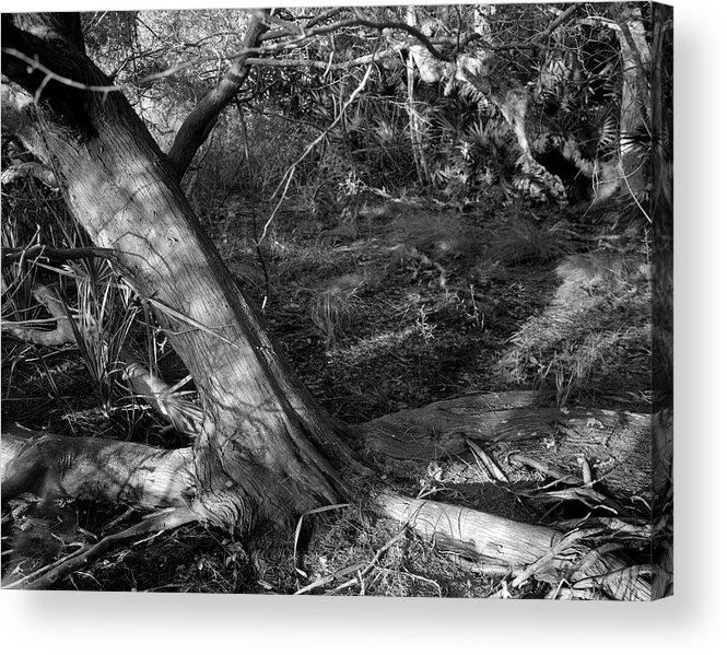 Guana River Acrylic Print featuring the photograph Cedar and swamp by John Simmons