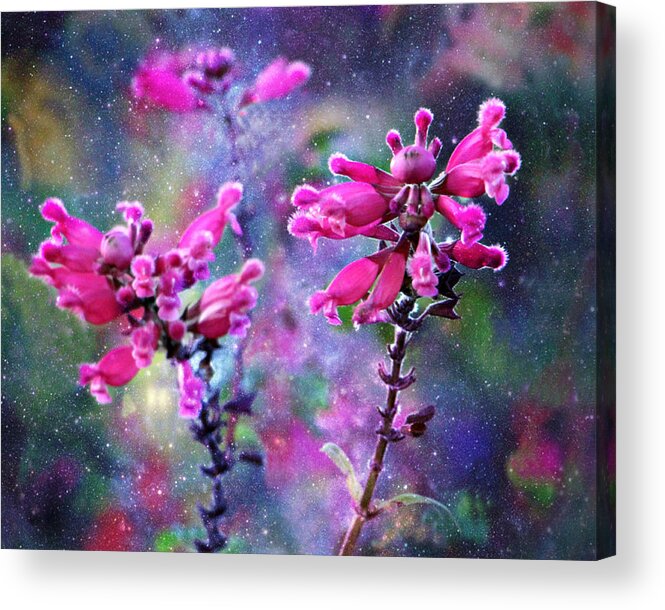 Celestial Blooms-2 Acrylic Print featuring the photograph Celestial Blooms-2 by Kathy M Krause