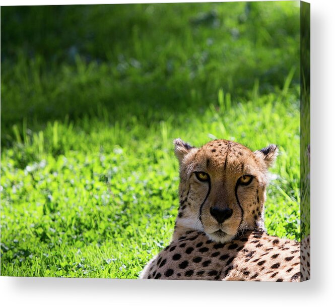 Cheetah Acrylic Print featuring the photograph Cheetah Face by Rebecca Cozart