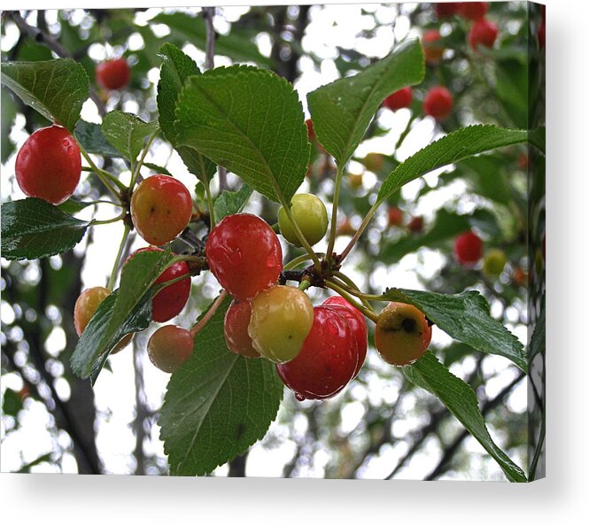 Cherry Acrylic Print featuring the photograph Cherries in the Morning Rain by Angie Rea