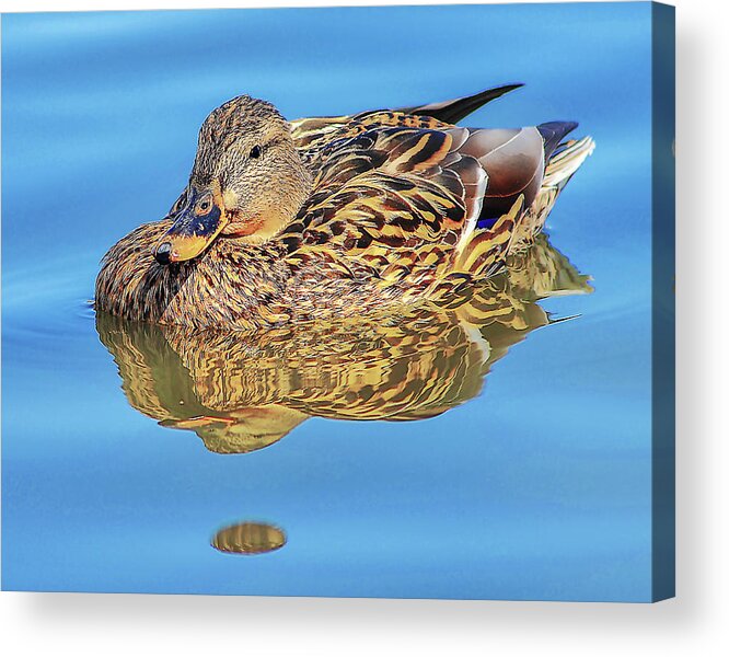 Wildlife Acrylic Print featuring the photograph Chillin by Scott Cordell