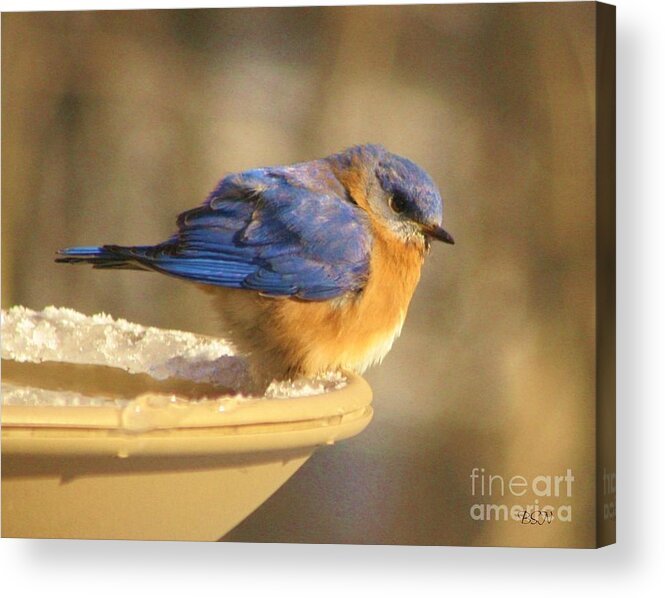 Bird Acrylic Print featuring the photograph Chilly by Barbara S Nickerson