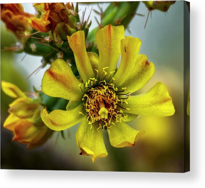 Cholla Acrylic Print featuring the photograph Cholla Flower h1848 by Mark Myhaver