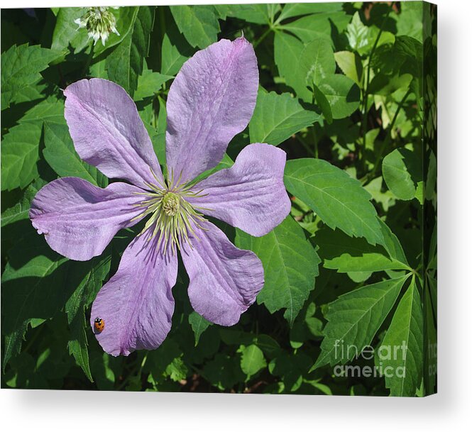 Clematis Acrylic Print featuring the photograph Clematis with Lady Bug by Pete Trenholm