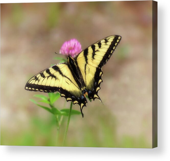 Swallowtail Butterfly Acrylic Print featuring the photograph Clover and Swallowtail - Butterfly by MTBobbins Photography