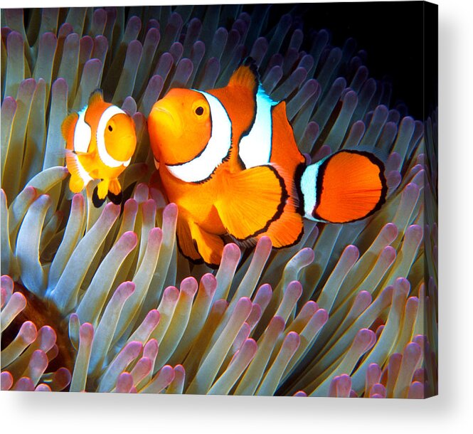 Clown Anemonefish Acrylic Print featuring the photograph Clownfish in Anemone, Great Barrier Reef 2 by Pauline Walsh Jacobson