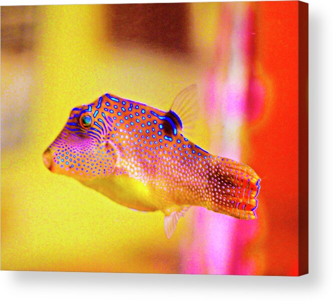 Rebecca Dru Acrylic Print featuring the photograph Clownfish by Rebecca Dru