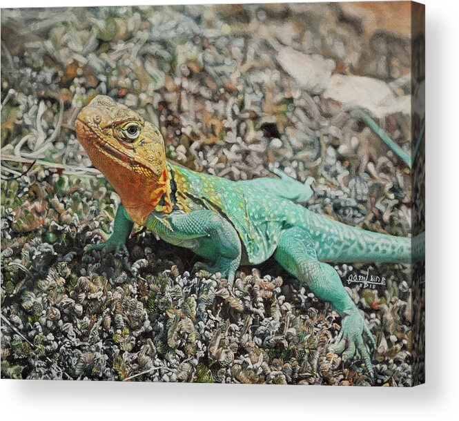 Lizard Acrylic Print featuring the painting Collared Lizard by Joshua Martin