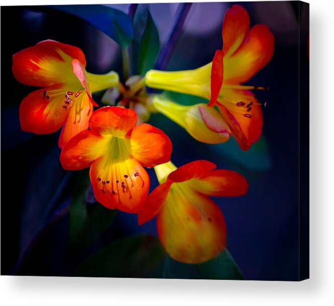 Flower Acrylic Print featuring the photograph Color Burst by Mark Andrew Thomas