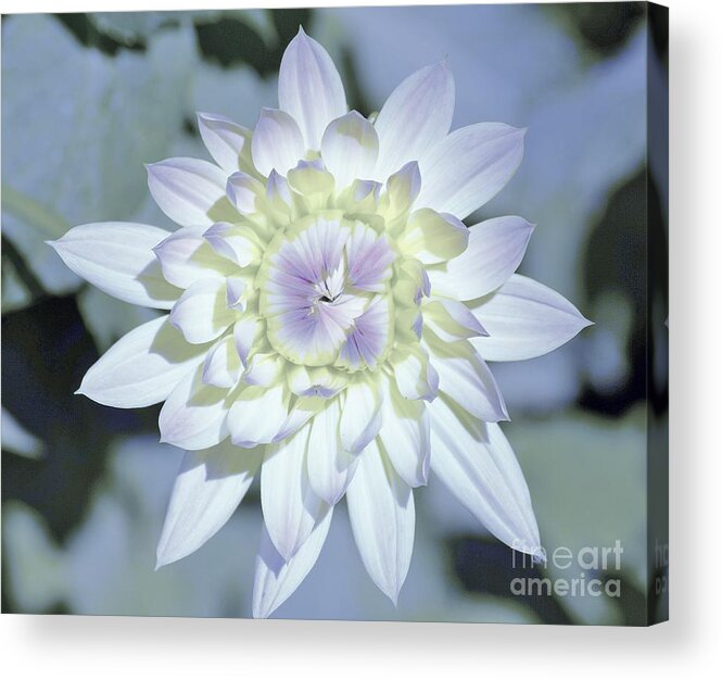 Flowers Acrylic Print featuring the photograph Color Me by Merle Grenz