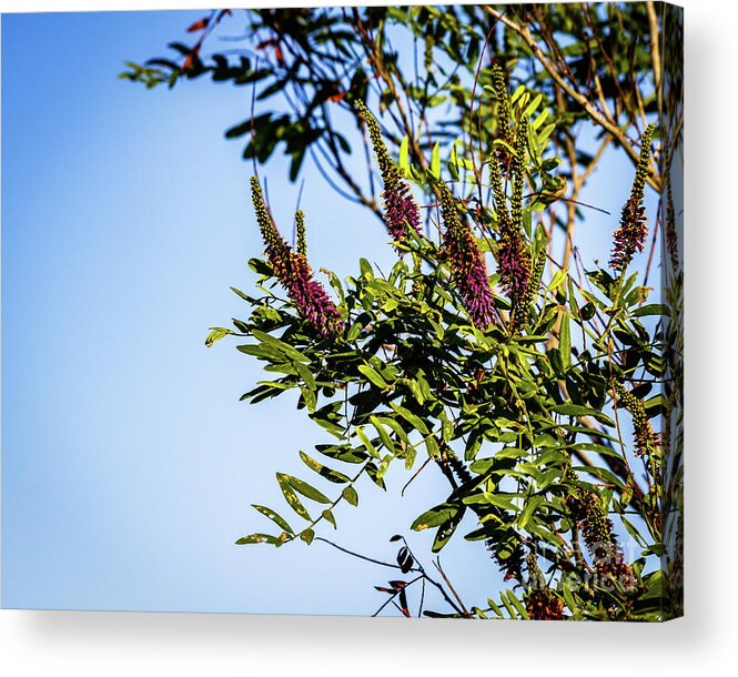 Color Acrylic Print featuring the photograph Colorful Tree by Les Greenwood