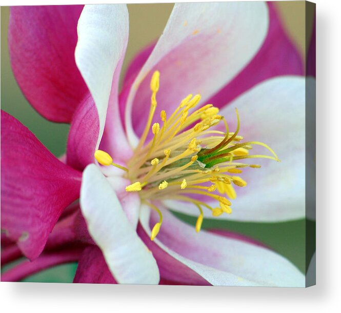 Columbine Acrylic Print featuring the photograph Columbine Flower 2 by Amy Fose