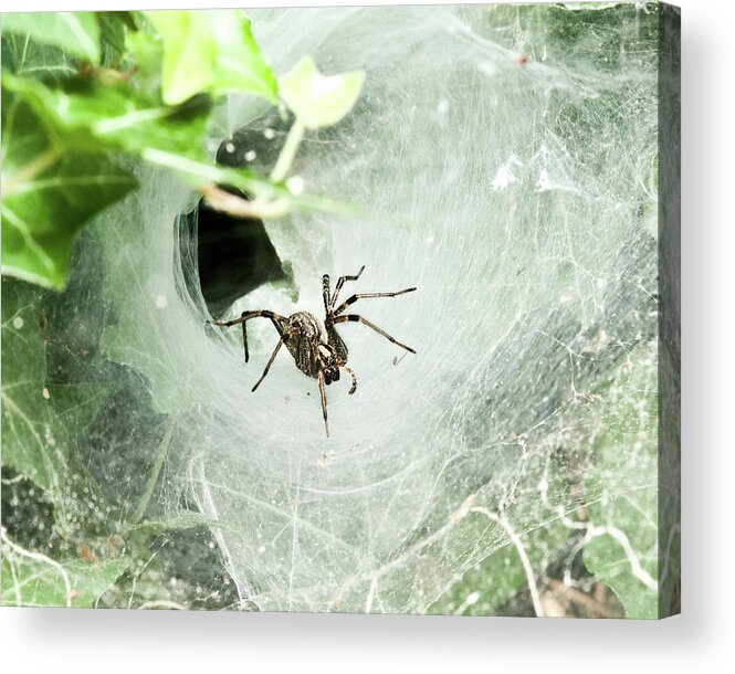 Agelenopsis Spp. Acrylic Print featuring the photograph Come Into My Lair by Lara Ellis